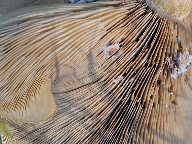 Lepista panaeolus